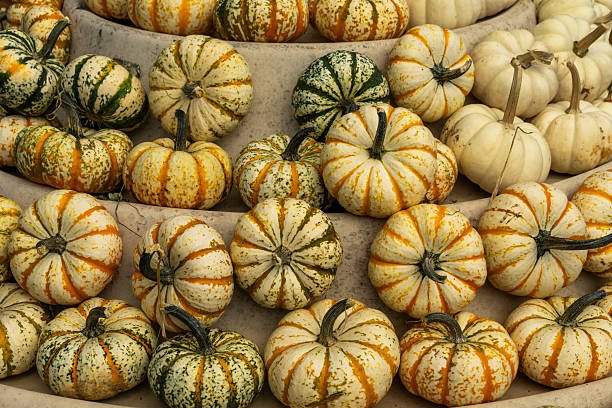 Shelves full of multi-colored ornamental pumpkins