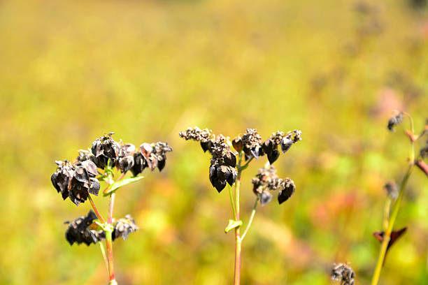 Buckwheat close-up and buckwheat field