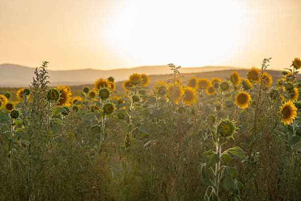 istock Sunflower fields in El Pobo Teruel Aragon Spain sunset view in summer time 2236799649