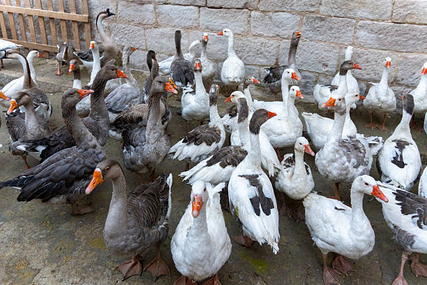 goose, duck