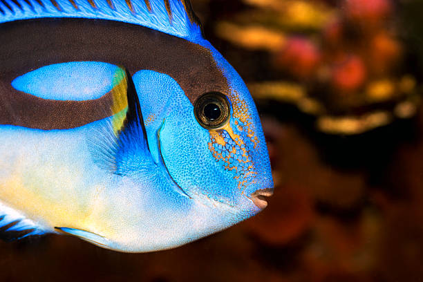 istock Closeup of a blue tang surgeonfish 2236799814