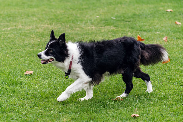 Energetic dog joyfully running across a green grassy field, with fallen leaves scattered around, showcasing playful spirit and outdoor fun