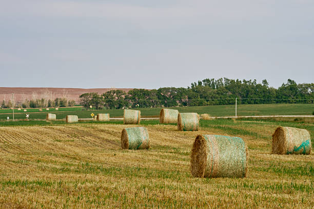 Three new alfalfa bales