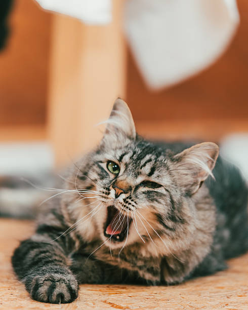 istock Siberian cat yawning indoors 2236804100