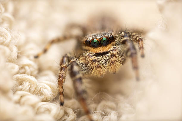istock Supermacro of a small Jumping spider 2236805052