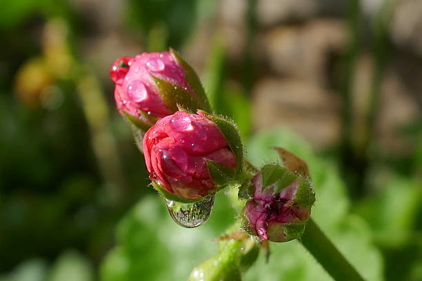 Geranium with raindrops on from close up