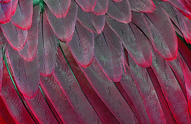 istock Natural abstract background. Red macaw feathers pattern. Bright colorful feathers of a parrot. tropical bird wing close up. 2236808956