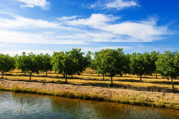 Ripening pistachio (Pistacia vera) nuts growing in clusters on a central California orchard, with irrigation canal in foreground.Taken in Fresno, California, USA