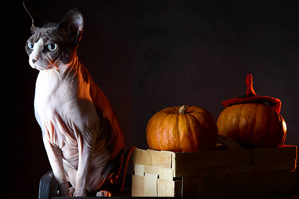 Hairless Canadian sphynx cat photographed near pumpkin and basket in Halloween styled still life. Studio black background highlights subject.
