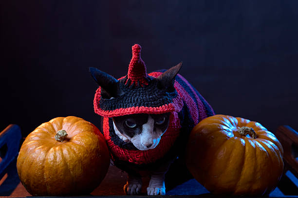 Canadian Sphynx cat with witch hat and striped sweater beside pumpkins in studio. Seasonal Halloween decor in dark setup.