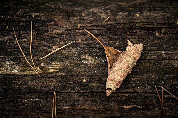 A dried leaf folded into a cone rests on dark, weathered wood with scattered pine needles. Evokes autumn atmosphere, rustic texture, and simple nature mood for outdoor or seasonal scenes.