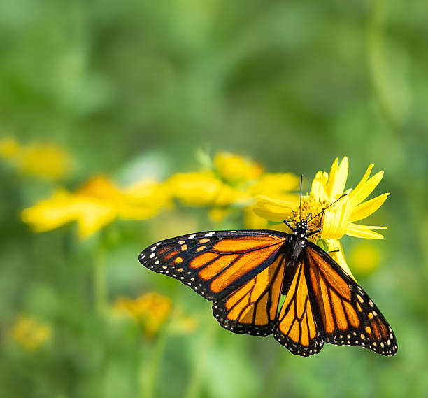 istock Monarch butterfly feeding on yellow flowers 2236815148