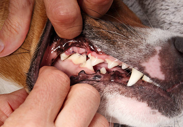 istock Dog dental surgery stitches after tooth extraction. 2236818780