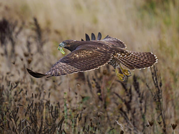 Hawk in flight  color