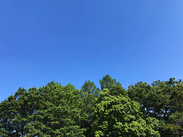 istock The early summer sky and fresh greenery. 2236820320