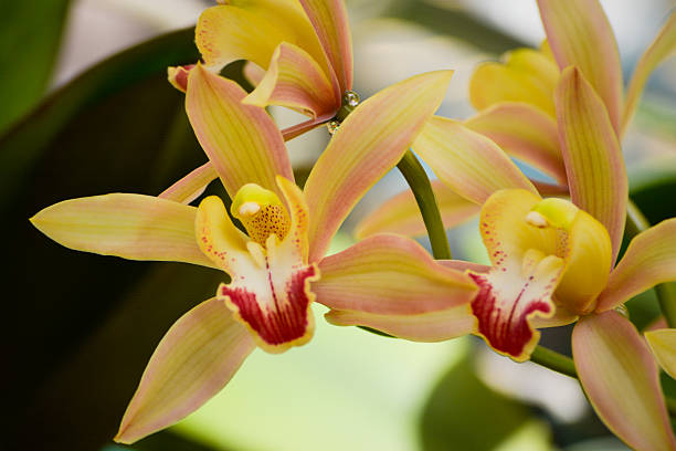 istock Yellow and Red Cymbidium Orchids in Bloom 2236820394