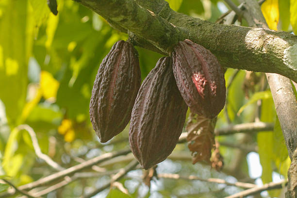 istock Cacao Pods hanging on a tree 2236821512