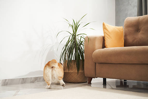 istock Corgi sitting in living room corner 2236822924