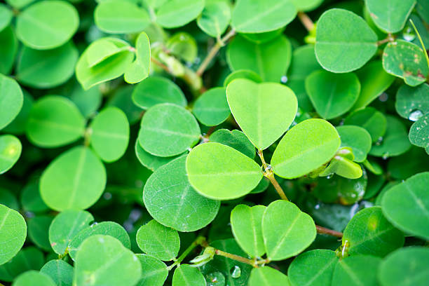 istock Natural green leaves plants texture background 2236822973