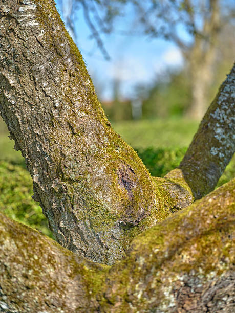 A detailed close-up of a tree branch adorned with moss in a serene Danish landscape. The natural textures and vibrant colors create a sense of tranquility and connection with the environment.