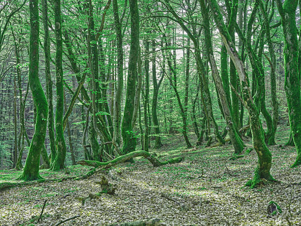 Enchanting forest scene captured in the heart of Denmark, featuring sun-kissed trees adorned with vibrant green moss. The peaceful glade reflects the fresh vitality of springtime, evoking tranquility and wonder.