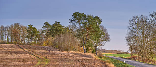 A picturesque rural scene featuring an empty country road winding around a peaceful landscape. Leafless trees and evergreen pines accentuate the late autumn setting. Gentle light highlights the tranquil surroundings.