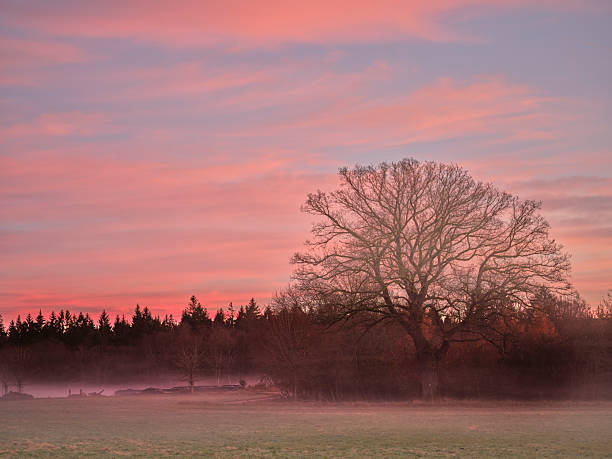 istock Serene Landscape Featuring a Bare Tree Amidst Fog with a Vibrant Sunset Glow 2236823098