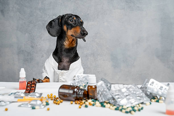 istock Dachshund in white coat with medication on table 2236823145