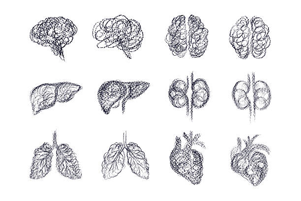 Tangled human brain, sketch of heart, liver, doodle of kidneys and lung. Vector grungy scribble. Symbol of genius idea. Bad mental health. Problems, stress, sad doodle sign. Hand drawn abstract set