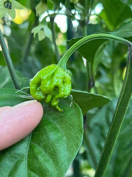istock Dragon’s Breath garden peppers 2236826812