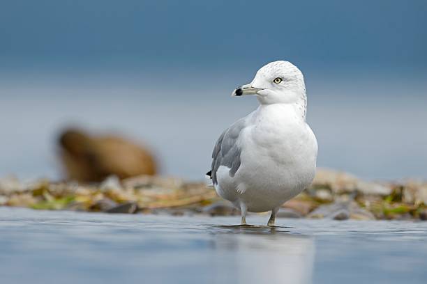 A california gull stands near the shore in shallow water at a lake in Hayden, Idaho.