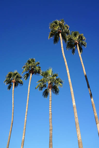 istock low angle view of tropical palm trees and blue sky 2236827390