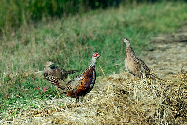 Young Pheasants eating hay seeds on Montana ranch road in northwestern USA.