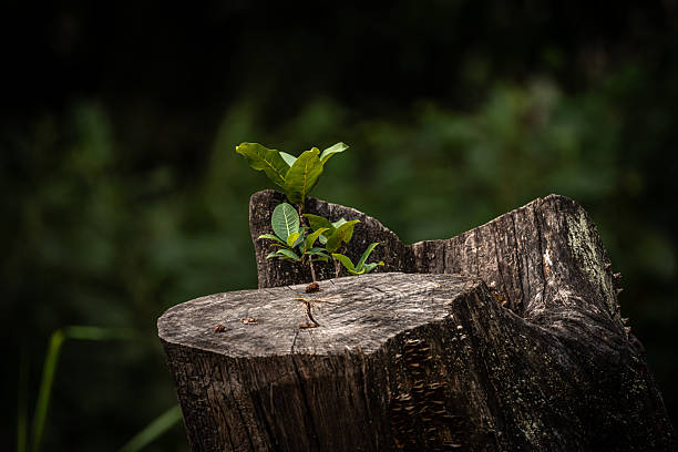 istock Small Sprout Growing from a Tree Stump in Brazil 2236831348