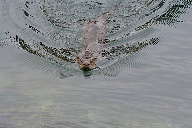 Making waves, a river otter swims towards shore, Victoria, Southern Vancouver Island, British Columbia, Canada