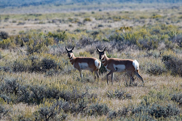 istock Pronghorn or Antelope looking at camera on ranch land 2236831905