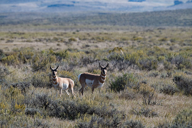 istock Pronghorn or Antelope looking at camera on ranch land 2236832019