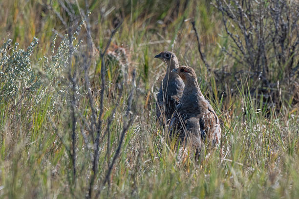 istock Sage grouse scrambling for cover on ranch land 2236833171