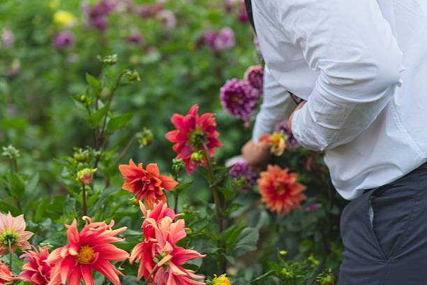 istock Picking Flowers in a Garden 2236833178