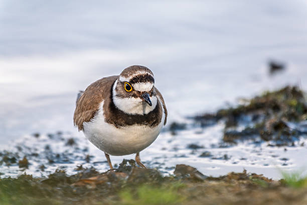 istock Little ringed plover (Charadrius dubius), bird standing on the lake shore 2236833469