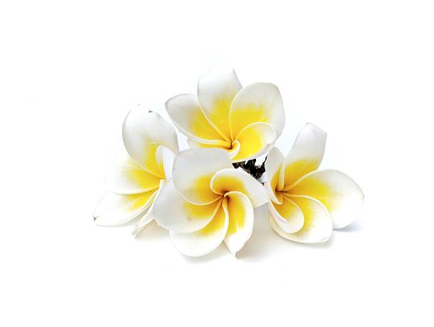 istock Beautiful frangipani flowers (plumeria alba) isolated on white background. 2236833742
