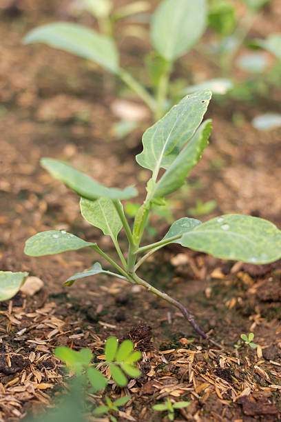 istock Lettuce vegetables or Salad vegetables in Nursery for seedlings 2236834091
