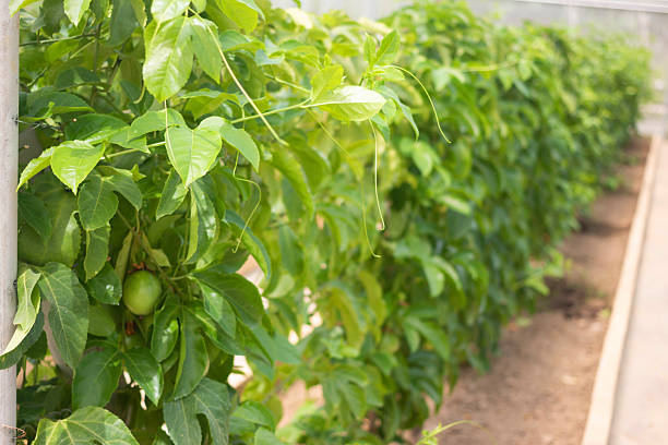 Fresh passion fruit and  has green leaves from the garden
