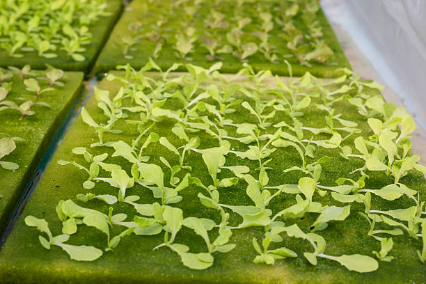 istock Green oak lettuce or Salad vegetables in Nursery for seedlings 2236834156