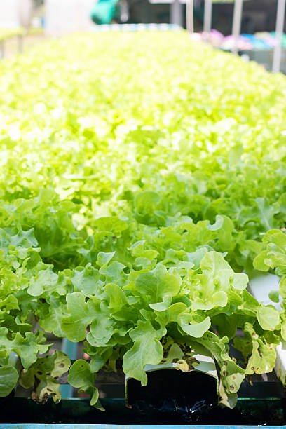 istock Green oak lettuce or Salad vegetables in Nursery for seedlings 2236834238