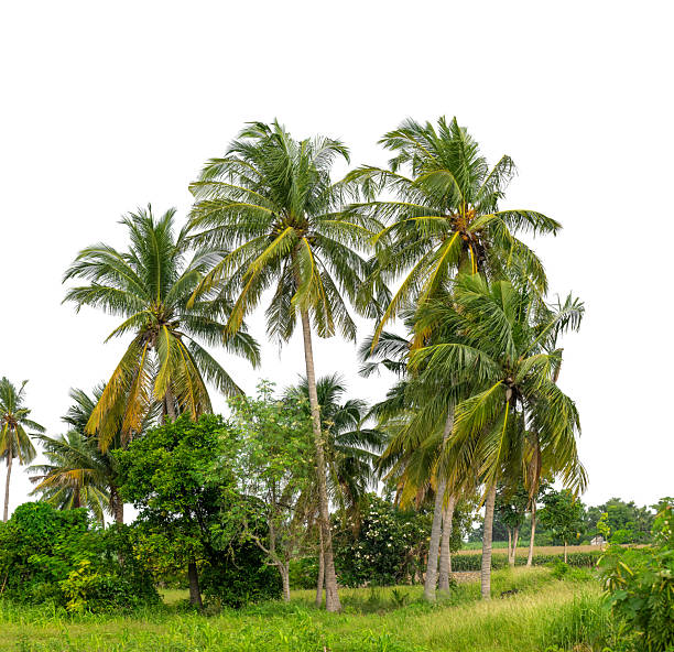 Coconut palm trees in summer on white background with clipping path and alpha channel, high resolution.