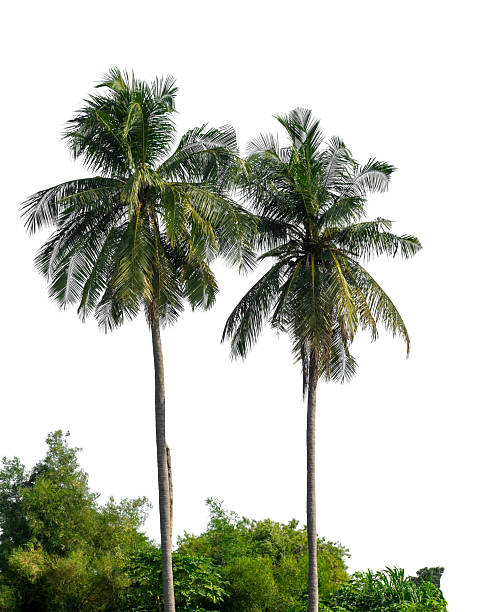 istock Tropical coconut palm trees isolated on white background 2236836519