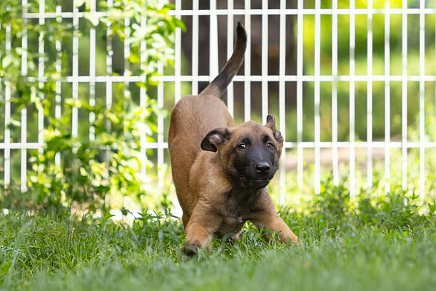 Belgian Malinois Puppy Resting on Grass by White Fence