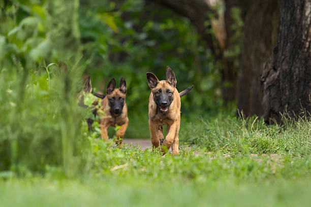 istock Belgian Malinois Puppy Running and Playing 2236836555