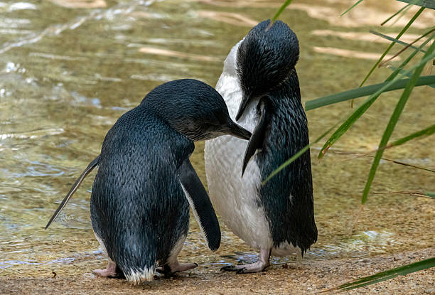 istock A pair of Little Blue Penguins ( Eudyptula minor) 2236836701